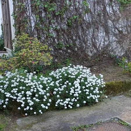 La Ginestra * Cavaglia