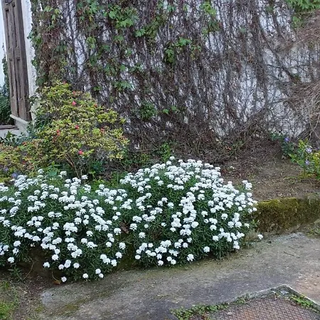 La Ginestra * Cavaglià