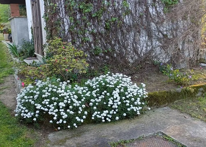 La Ginestra * Cavaglia